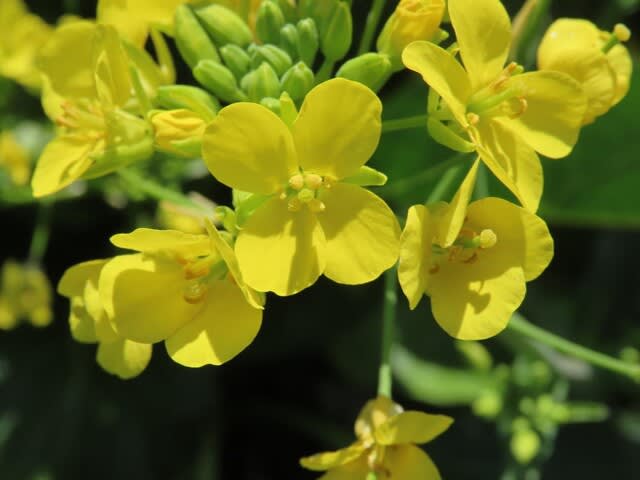 野菜の花　アスパラナ（アスパラ菜）