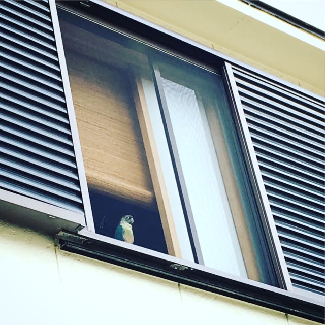 窓の外を眺めるナッちゃんを家の外から見てみたら 鳥バカ日記