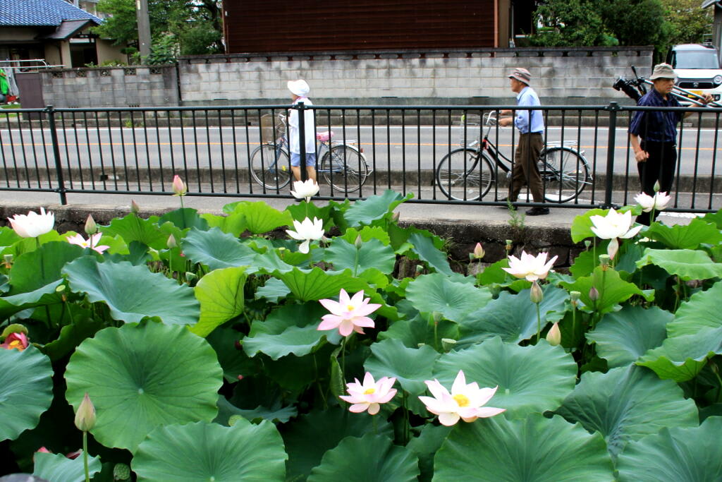 ハス　の画像
