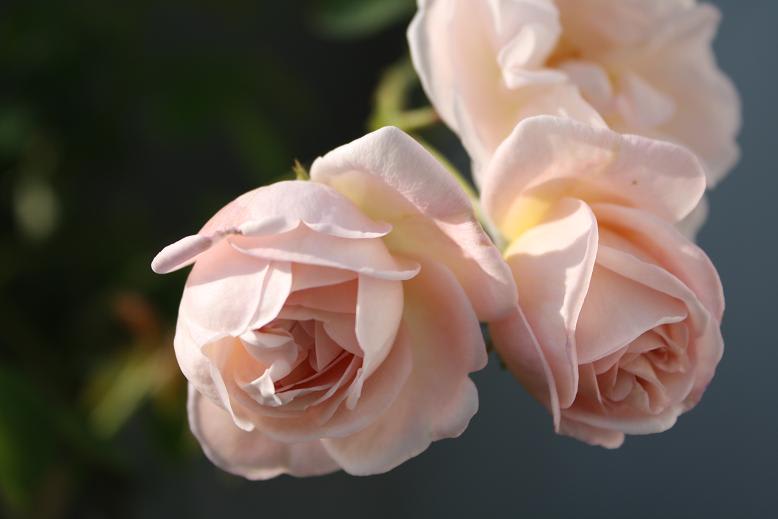 美しく咲く シンベリン 秋のイングリッシュローズ 薔薇 ハンドメイド 大好きな時間