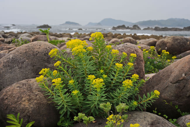 海岸の花 花ごよみ
