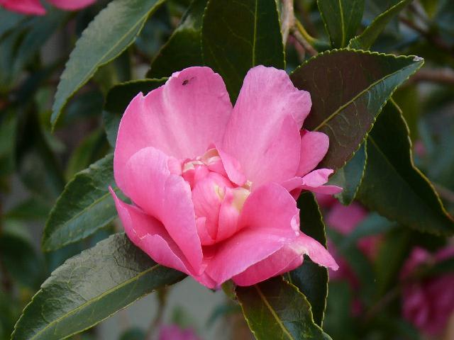 一関市青葉２丁目の肥後サザンカ 山茶花 艶姿 えにし ２０１１年１１月15日 火 Peaの植物図鑑