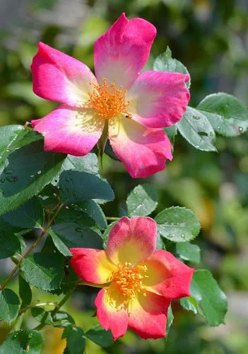 鉢植のバラ ５ ミニバラ 桜貝 と 挿し木バラなど Koba の庭 春夏秋冬