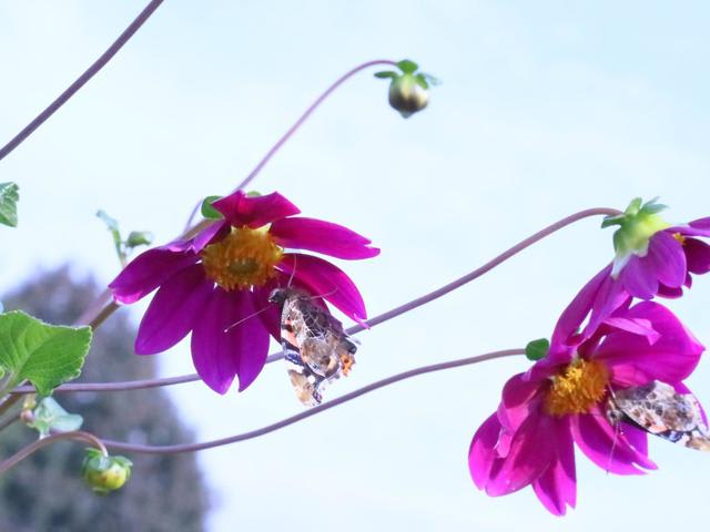 ダリア