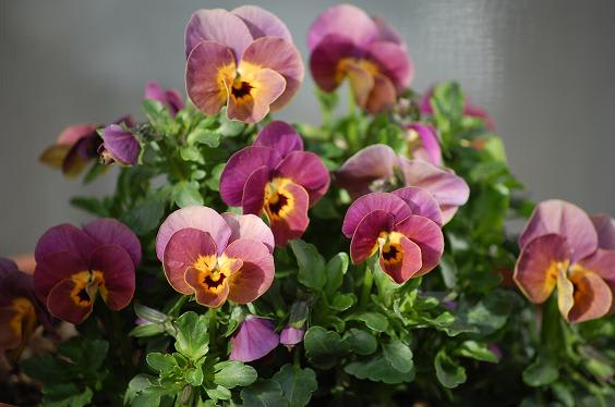 切り戻したビオラに春が来た Mein kleiner Rosengarten 切り戻したビオラに春が来た Mein kleiner Rosengarten