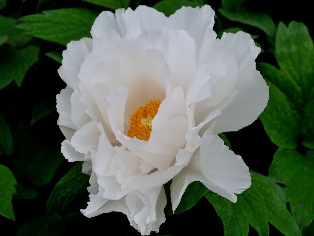 格安即決 漆絵 夏の花々図 牡丹 ツツジ 藤 高い素材 Guadalupe Cafe