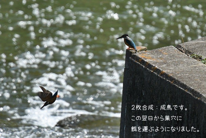 何か見た事があるイラストやなぁ 鳥撮り物語