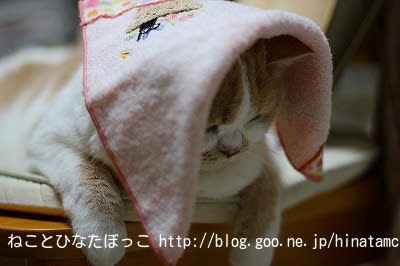 かご猫 blog さんの のせ猫 書籍にみゅう 掲載して頂きました ねことひなたぼっこ かご猫 blog さんの のせ猫 書籍にみゅう 掲載して頂きました ねことひなたぼっこ