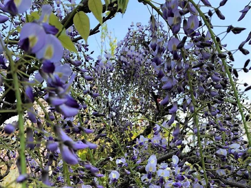 咲き始めた紫の 藤の花 に目も足も釘付け 相模太夫の旅録 Tabi Log