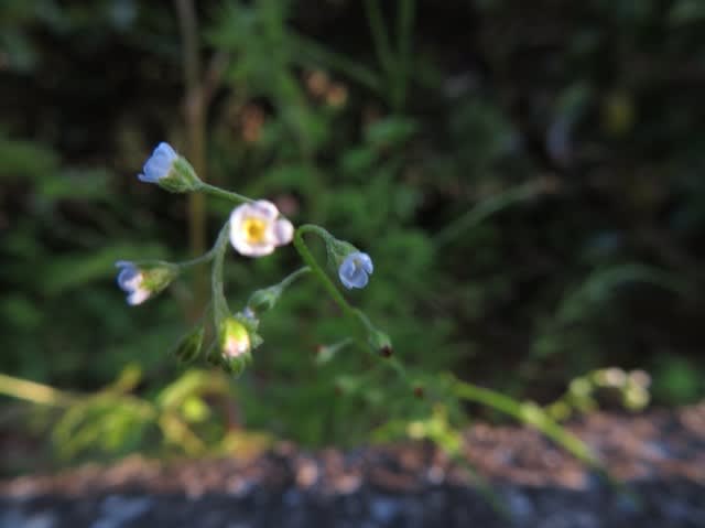 道端で人知れず青い花を咲かせているキュウリグサ 野の花 庭の花