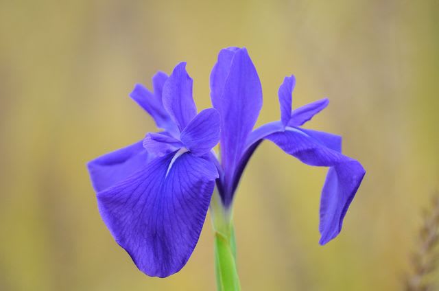 カキツバタ