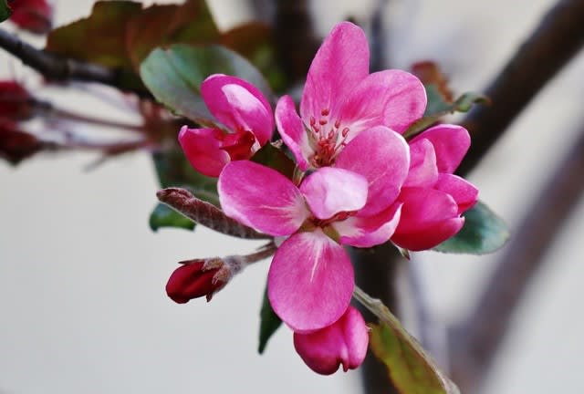 リンゴの花が咲いてきました ヒメリンゴ クラブアップル おとろ日記