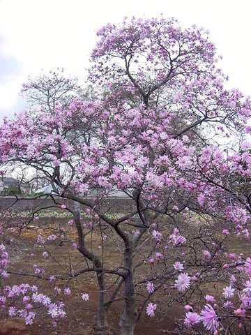 モクレン科の花 番外編 ｇｏｒｏ ｓ 花 ｄｉａｒｙ