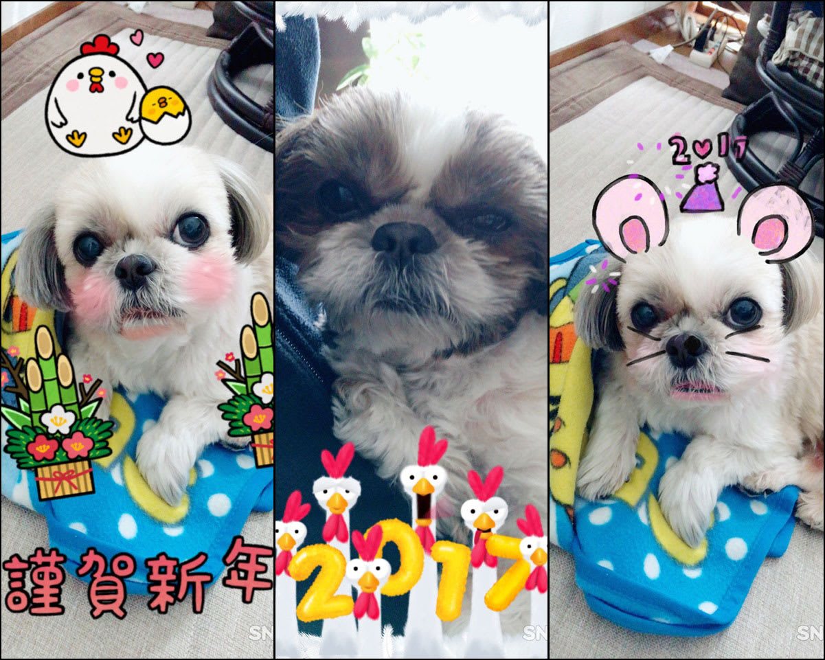 17年お正月 シーズー犬日和つきこはる 17年お正月 シーズー犬日和つきこはる