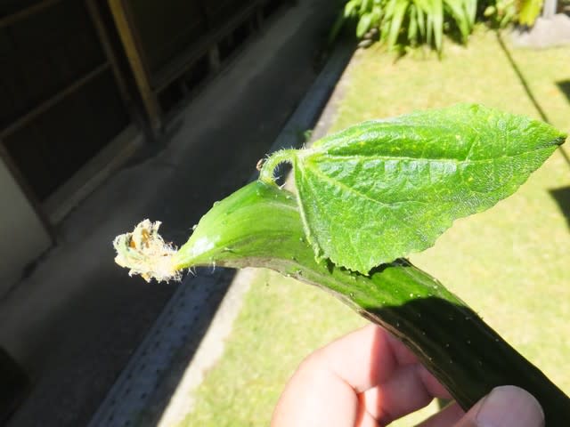 キュウリの身から葉が生えた ゆみちゃんの３６５日