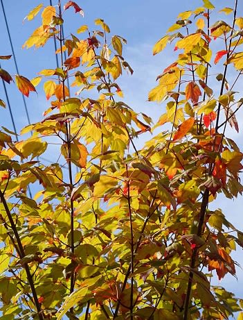 庭木の紅黄葉 １ ハナノキと日向ミズキ Koba の庭 春夏秋冬