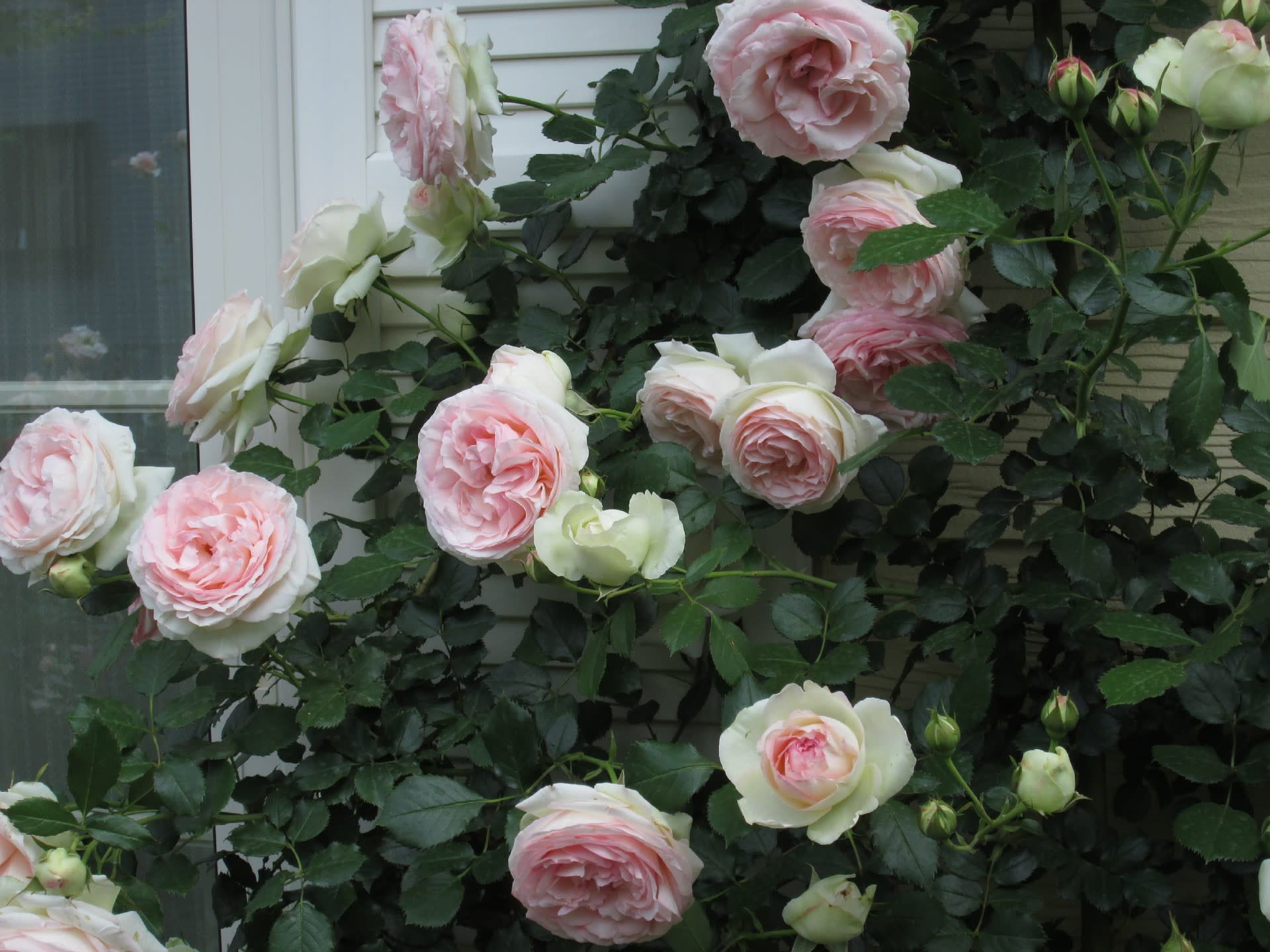 オープンガーデン最終日 そして薔薇は美しく散る 小さなナチュラルローズガーデン