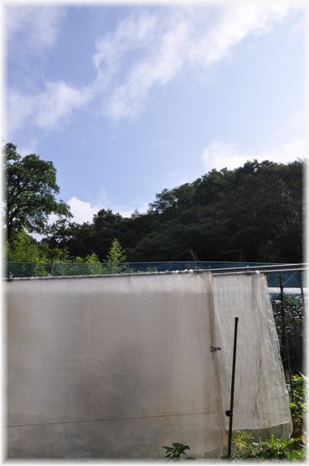 寒冷紗 2009年7月27日