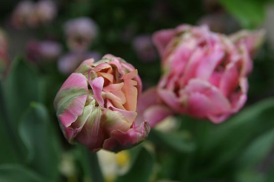 チューリップ ピンクスター 薔薇と草花の日記