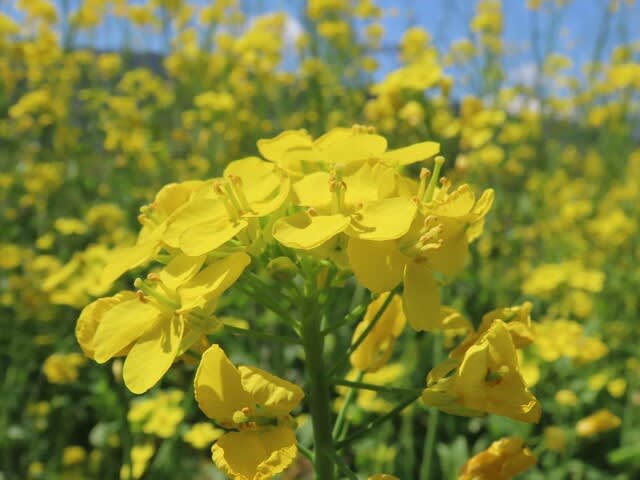 野菜の花　ノザワナ（野沢菜）　長野県　松本市