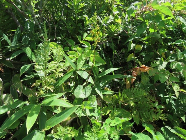 高ボッチ高原・鉢伏山で最近咲いている花　メタカラコウ（雌宝香）