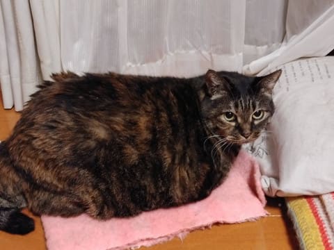 サビ猫くぅにゃん