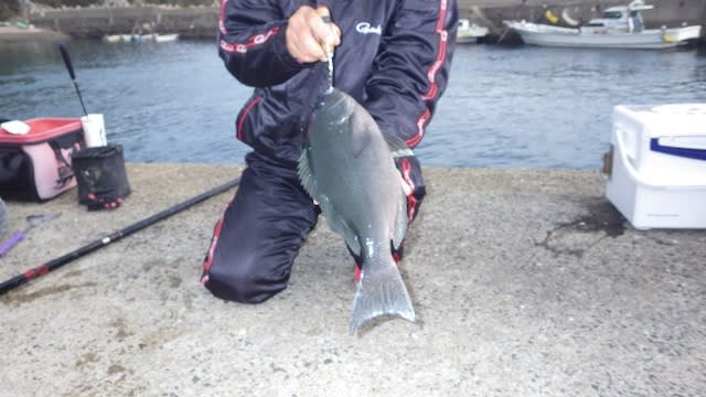 クロ釣り第一弾 釣りでんなんでん クロ釣り第一弾 釣りでんなんでん