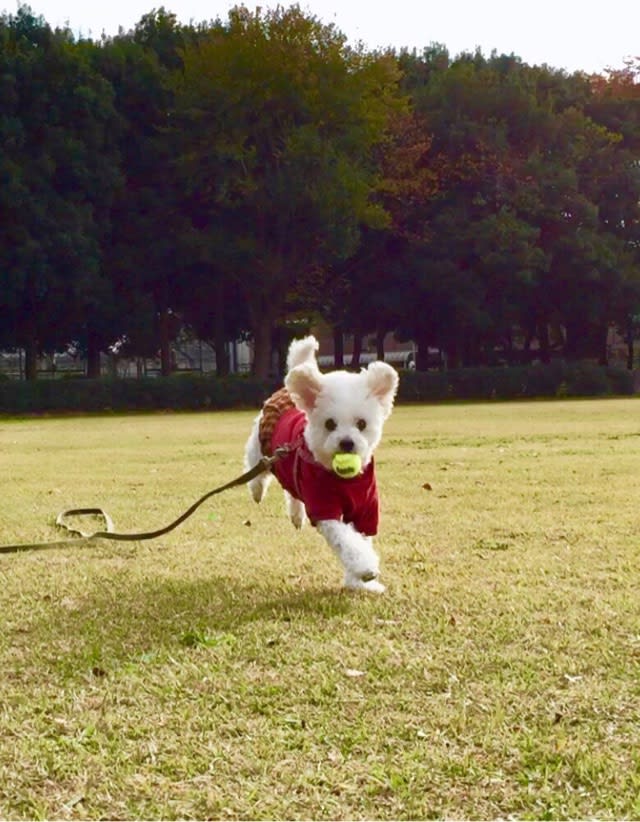 老犬に芸を教えることはでき た トイプードルのミルビビ日記