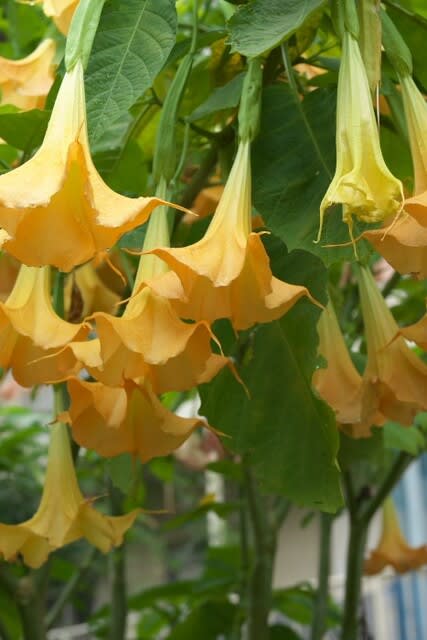 9月24日の誕生花 チョウセンアサガオ Aiグッチ のつぶやき