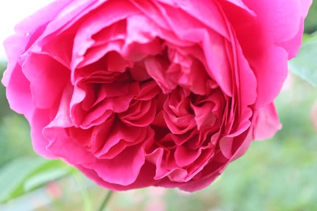 濃いピンクのバラ レディ オブ メギンチ 春薔薇シリーズ 21 048 野の花 庭の花