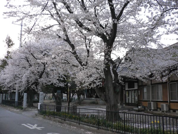 神社の桜２