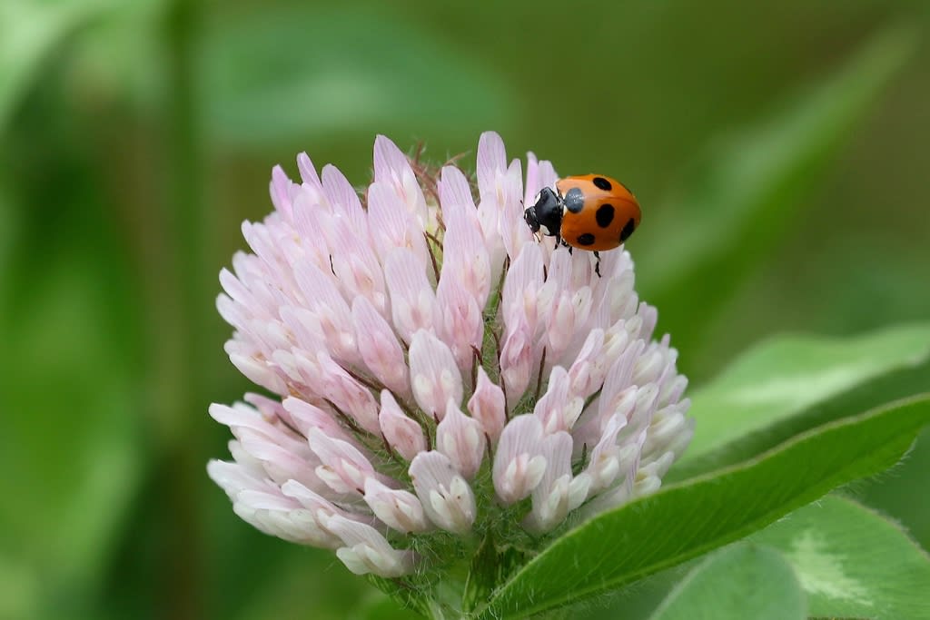 アカツメグサにテントウ虫 自然を求めて近辺ぶらり アカツメグサにテントウ虫 自然を求めて近辺ぶらり