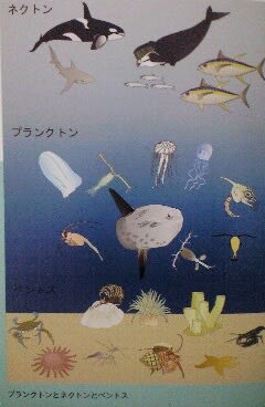 クラゲの秘密 海に漂う不思議な生き物の正体 誠文堂新光社
