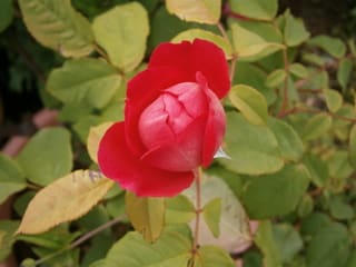 ベンジャミン・ブリテン - 小さな森の薔薇