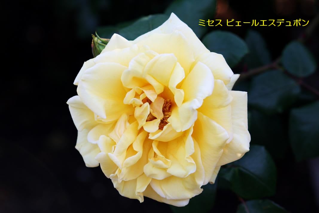 風も治まり薔薇も満開の画像