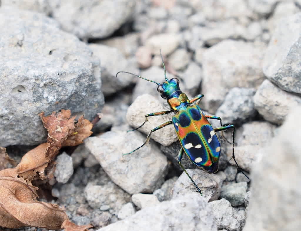 ハンミョウ てんとう虫の歳時記 2