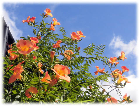 梅雨の晴れ間に似合う花 濃い赤オレンジ色で非常に目立つ色彩で垂れ下がった枝にラッパ型の花がいっぱい ノウゼンカズラ 凌霄花 日々是好日 とっつあんの雑記帳