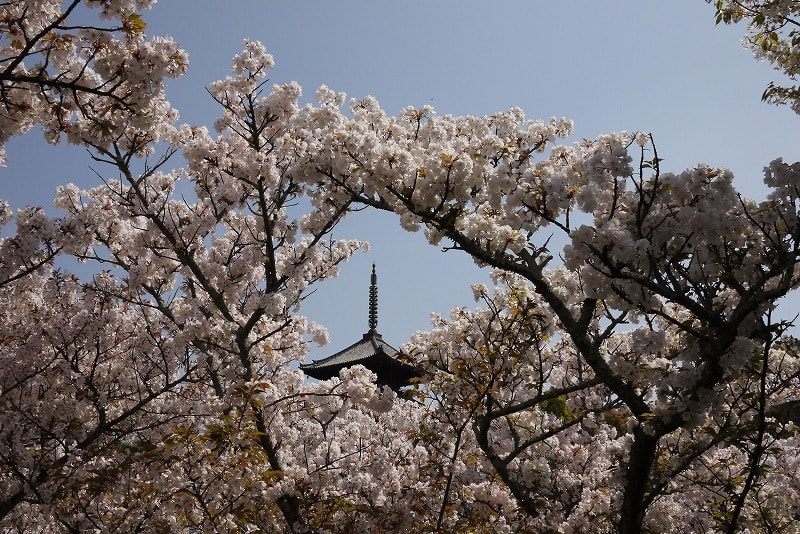 仁和寺の桜と仁和寺宮 ｒｏｓｓさんの大阪ハクナマタタ