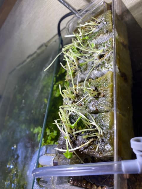 アクアリウムのサテライト水槽でも水耕栽培可能な野菜を探す 葉ネギ ブロッコリー編 なぬらに海峡 ガーデニング編