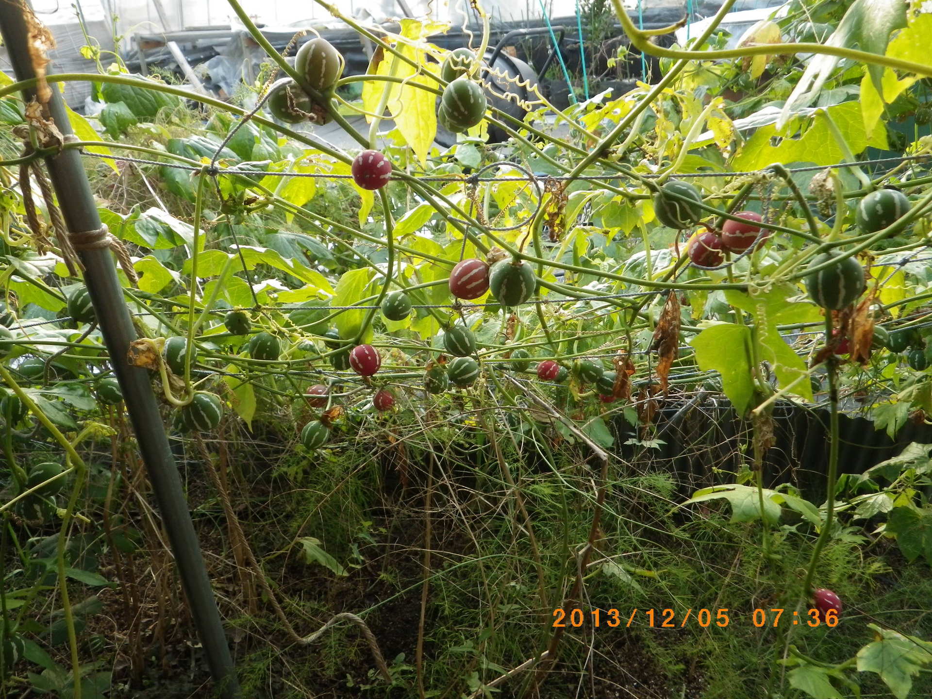 オキナワスズメウリの収穫開始 畑 野菜の記録