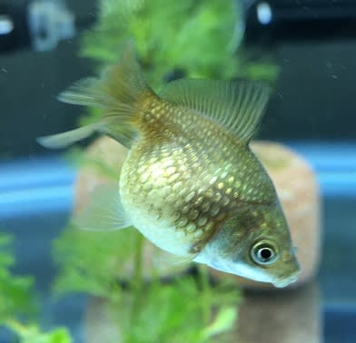 ピンポンズの名前 3 猫 金魚 レザークラフト