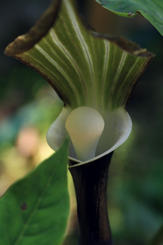 季節の花の画像