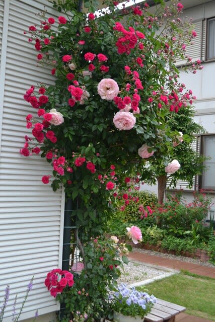 ミニ蔓バラ スーパーエクセルサが咲き進み クレマチス プリンセスダイアナも 花に癒されて