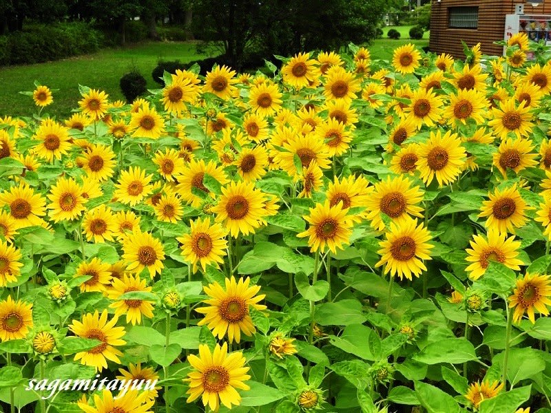 相模原公園では夏の代表花 ひまわり が黄金の輝き 相模太夫の旅録 Tabi Log
