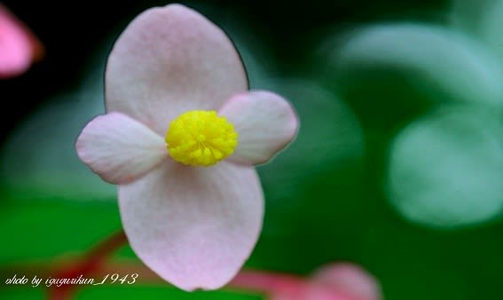 綺麗な秋海棠 花 言葉 最高の花の画像