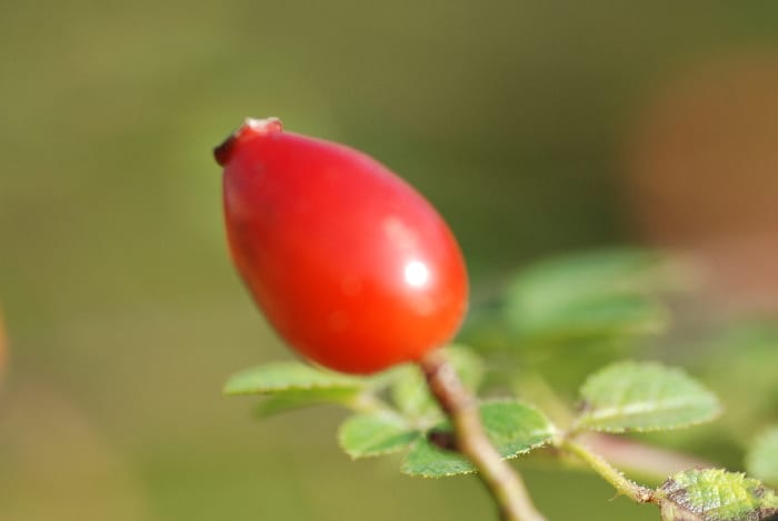 薔薇の実 勿忘草 わすれなぐさ 薔薇の実 勿忘草 わすれなぐさ