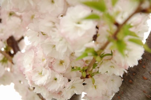 sakra075.jpg: 丸く花をつけた八重桜