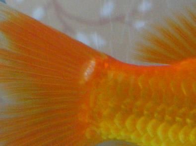 金魚 のブログ記事一覧 28ページ目 ソウルで金魚