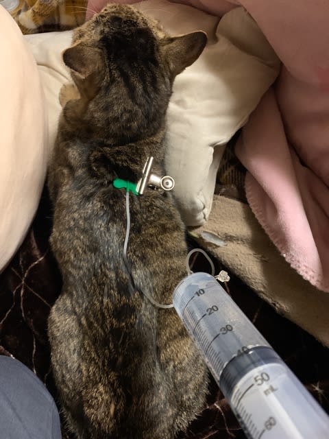 猫の皮下点滴について - 徒然に色々な日々
