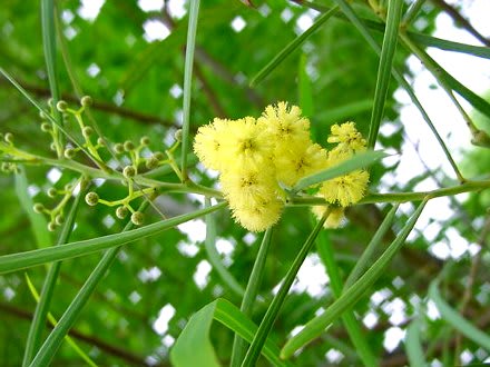 アカシア考 その１ ｇｏｒｏ ｓ 花 ｄｉａｒｙ